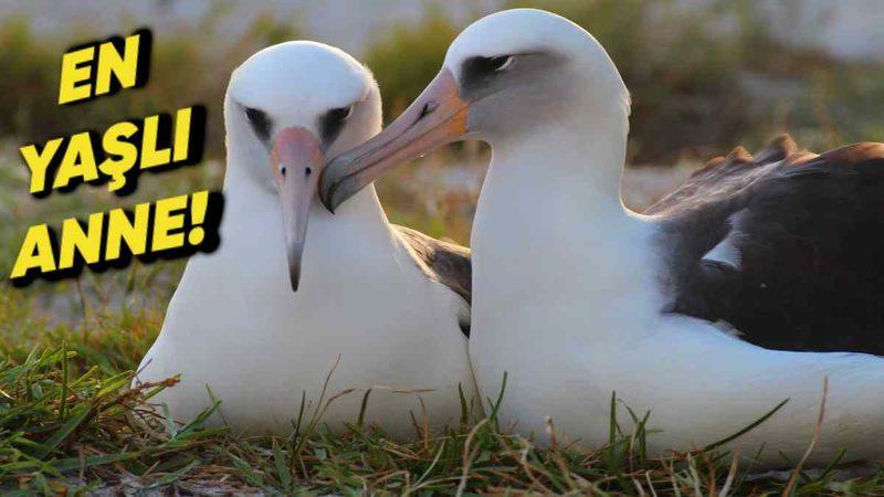 Dünyanın En Yaşlı Kuşu Olarak Bilinen Wisdom’ın Yeniden Anne Olacağı Ortaya Çıktı!