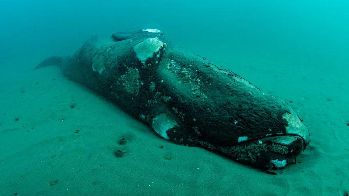 Denizlerde ve Okyanuslarda Yaşayan Canlılara Öldüklerinde Neler Oluyor? Hayır, Öylece Dibe Batmıyorlar!