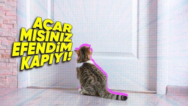Bazı Kediler Biz Tuvaletteyken Neden Kapıda Bekliyor? Cevabı Öğrenince Bağınız Biraz Daha Güçlenecek...