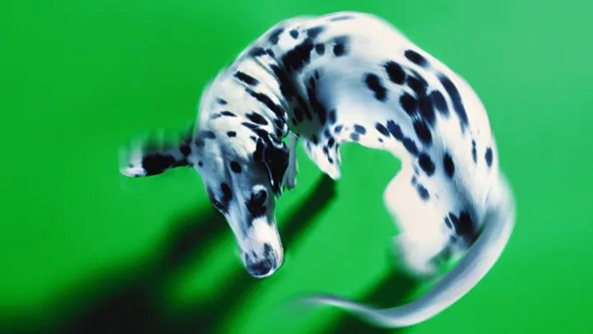 Köpekler Neden Kuyruklarını Dakikalarca Hiç Durmadan Kovalarlar? Sebepleri Sizi Epey Şaşırtacak!