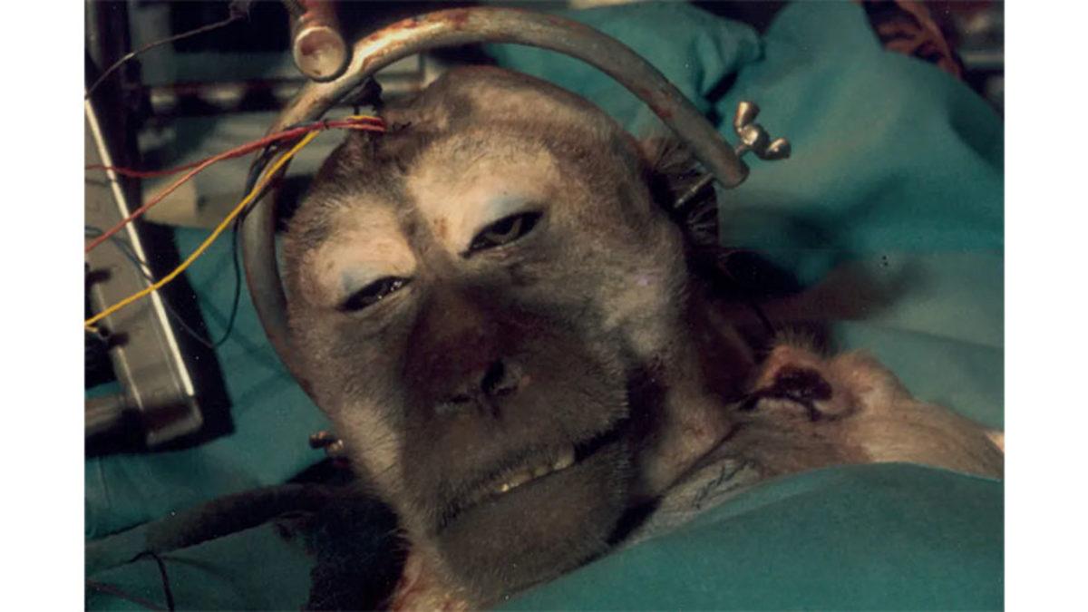 Bir Kafayı Başka Bir Vücuda Nakletmek Mümkün mü? 1970’te Bir Maymun Üzerinde Denendi!