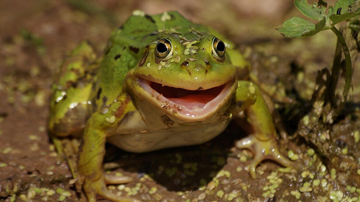 Kurbağalar Avcılardan Kaçmak Nasıl Yapış Yapış Bir Yöntem Kullanıyor? Sıçramak Tek Çözüm Değil!