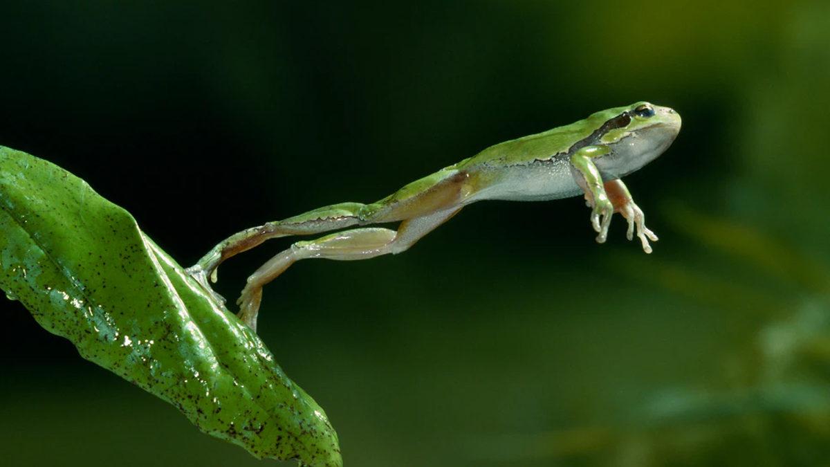 Kurbağalar Avcılardan Kaçmak Nasıl Yapış Yapış Bir Yöntem Kullanıyor? Sıçramak Tek Çözüm Değil!
