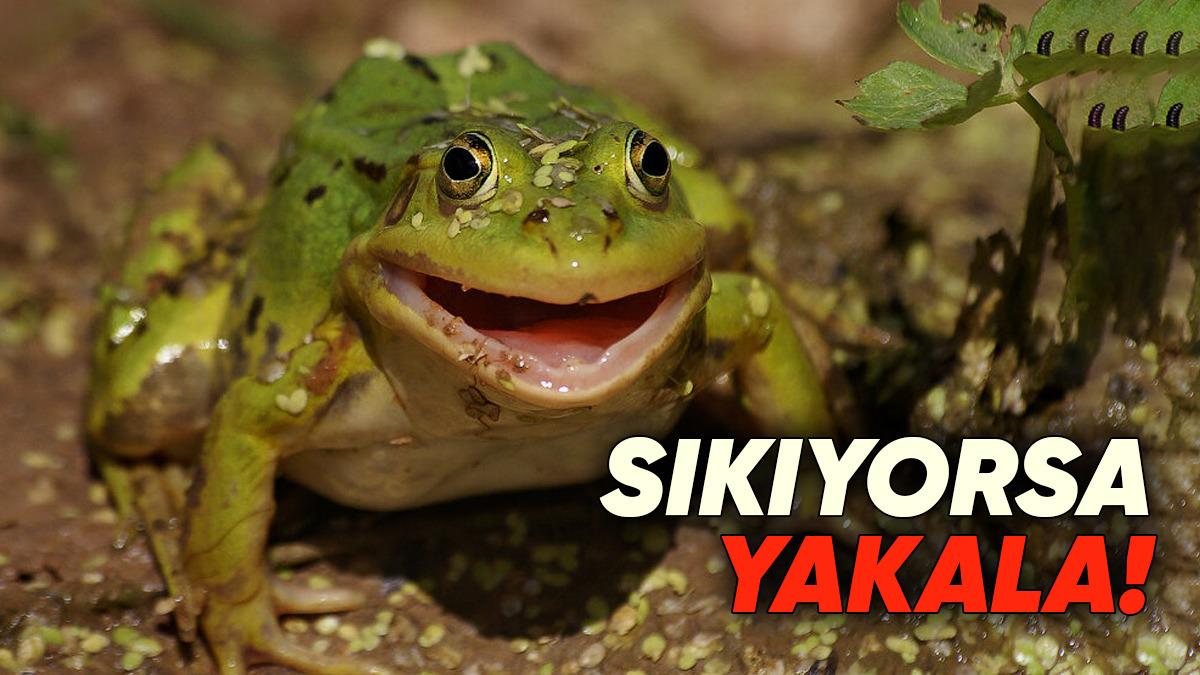 Kurbağalar Avcılardan Kaçmak Nasıl Yapış Yapış Bir Yöntem Kullanıyor? Sıçramak Tek Çözüm Değil!