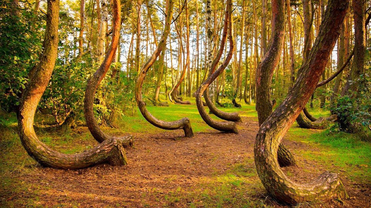 Dünya Üzerinde Başka Bir Örneği Yok: Polonya’daki Bu Ormanda Ağaçlar Nasıl Eğik Duruyor?