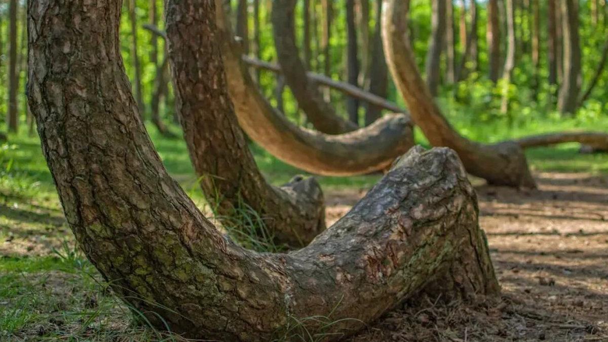 Dünya Üzerinde Başka Bir Örneği Yok: Polonya’daki Bu Ormanda Ağaçlar Nasıl Eğik Duruyor?