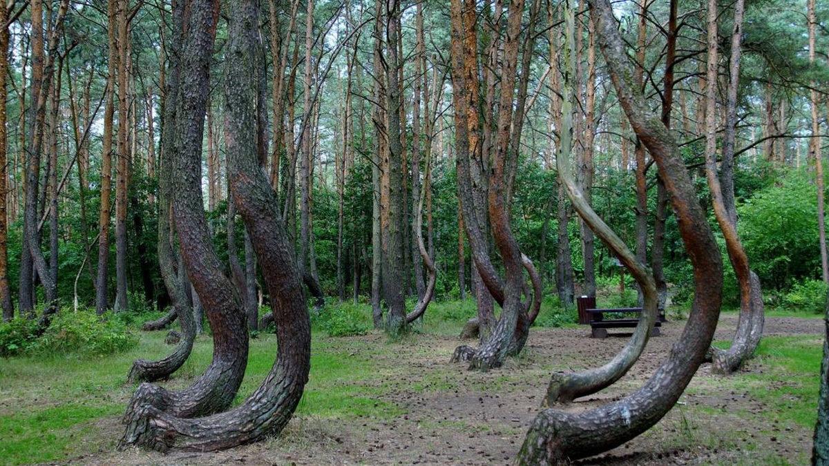 Dünya Üzerinde Başka Bir Örneği Yok: Polonya’daki Bu Ormanda Ağaçlar Nasıl Eğik Duruyor?