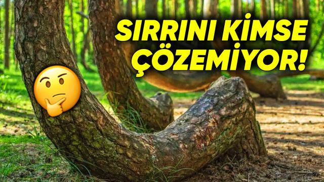 Dünya Üzerinde Başka Bir Örneği Yok: Polonya’daki Bu Ormanda Ağaçlar Nasıl Eğik Duruyor?