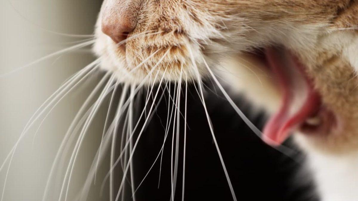 Sizinle Bir İlgisi Olabilir: Kedilerin Kusmasının Arkasında Hangi Sebepler Var?