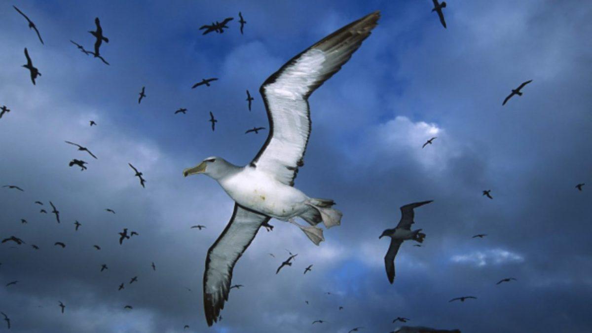 Dünyanın En Büyük 5 Kuşu İle Tanışın: Aralarında Avustralya Ordusunu Yenen Bir Tür Var!