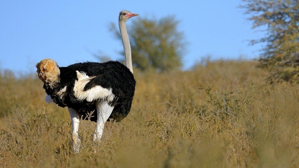 Dünyanın En Büyük 5 Kuşu İle Tanışın: Aralarında Avustralya Ordusunu Yenen Bir Tür Var!