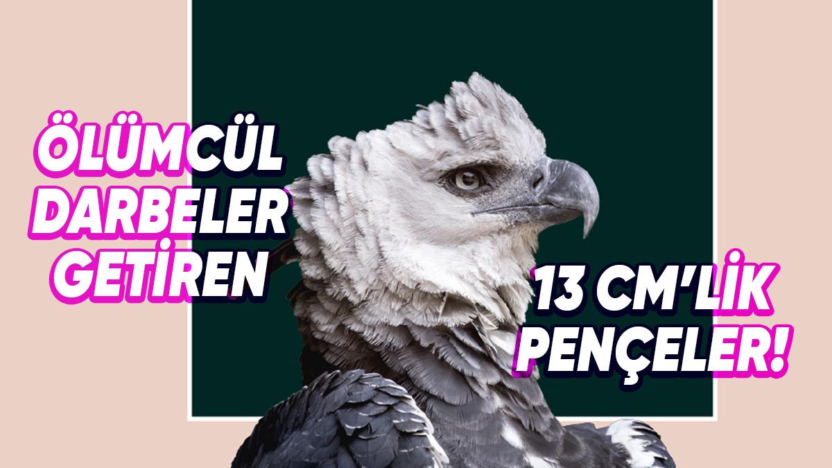 Dünyanın En Büyük 5 Kuşu İle Tanışın: Aralarında Avustralya Ordusunu Yenen Bir Tür Var!