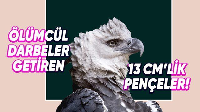 Dünyanın En Büyük 5 Kuşu İle Tanışın: Aralarında Avustralya Ordusunu Yenen Bir Tür Var!