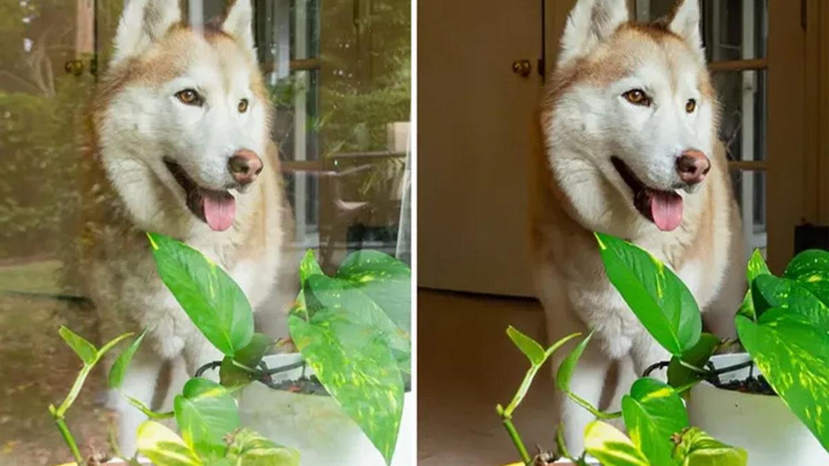 Adobe’dan Herkesi Photoshop Öğrenmeye İkna Edecek Özellik: Fotoğraflardaki Cam Yansımaları, Saniyeler İçinde Yok Olacak!