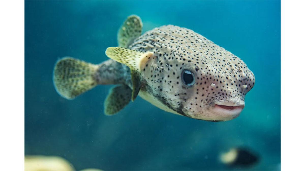 Balon Balığı Aslında Neden Şişiyor? (Hem de Patlayana Kadar!)