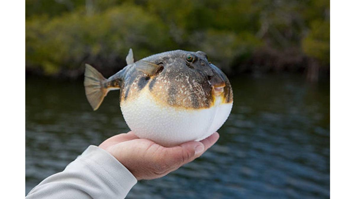 Balon Balığı Aslında Neden Şişiyor? (Hem de Patlayana Kadar!)