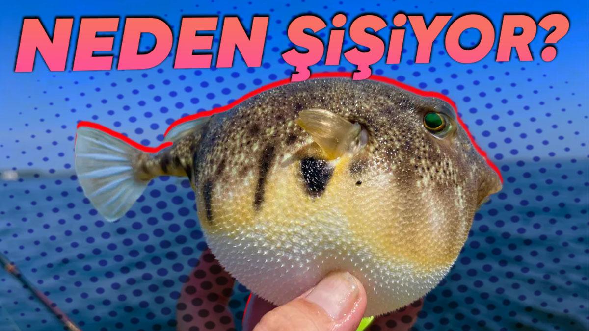 Balon Balığı Aslında Neden Şişiyor? (Hem de Patlayana Kadar!)