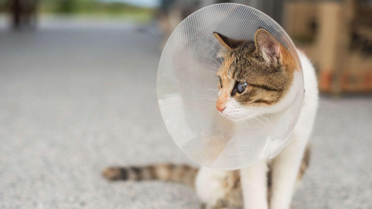 Kedi ve Köpekleri Kısırlaştırmanın 