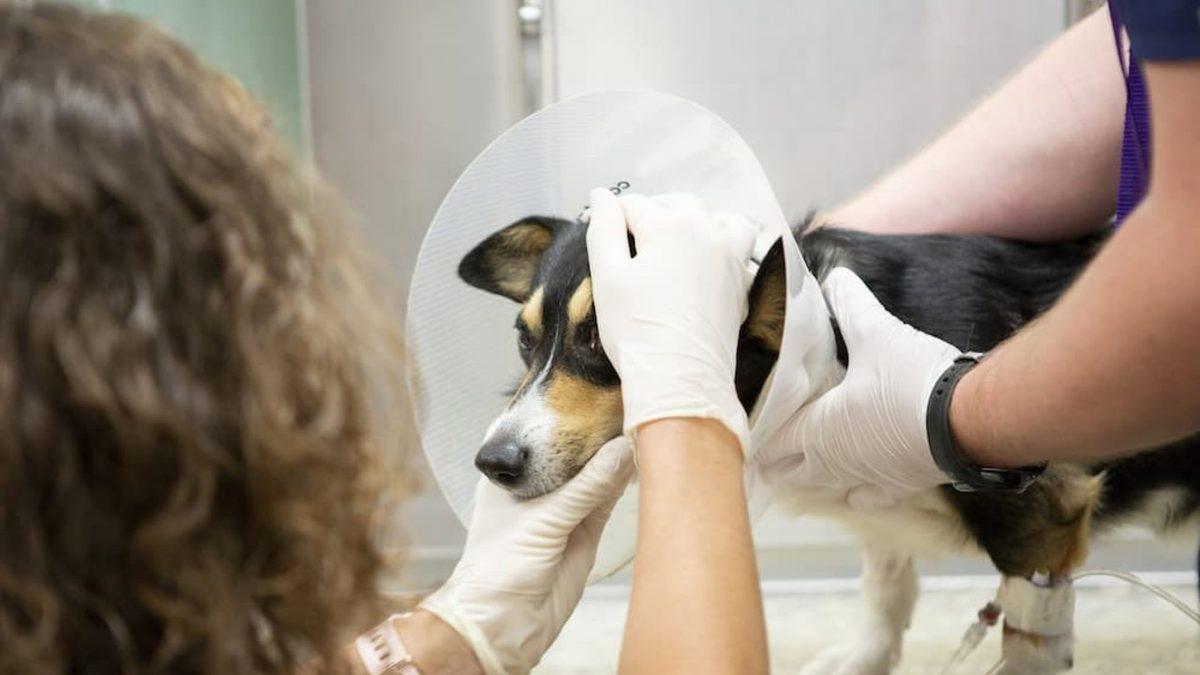 Kedi ve Köpekleri Kısırlaştırmanın 