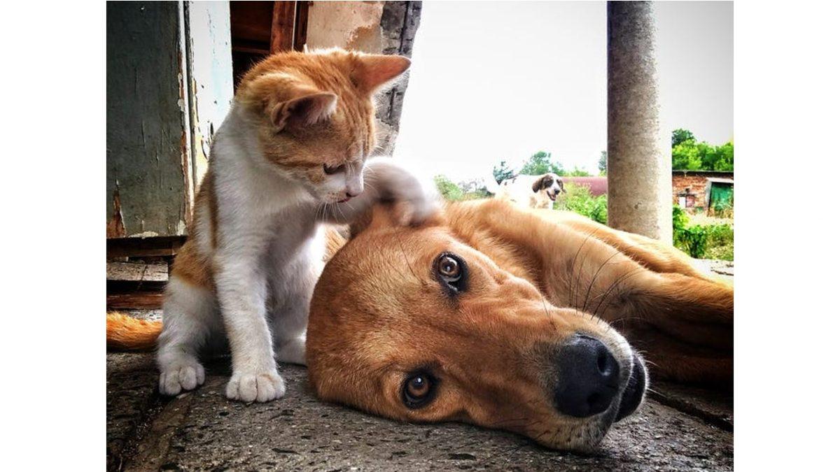 Kedi ve Köpekleri Kısırlaştırmanın 