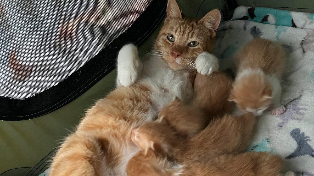 Kedi ve Köpekleri Kısırlaştırmanın 