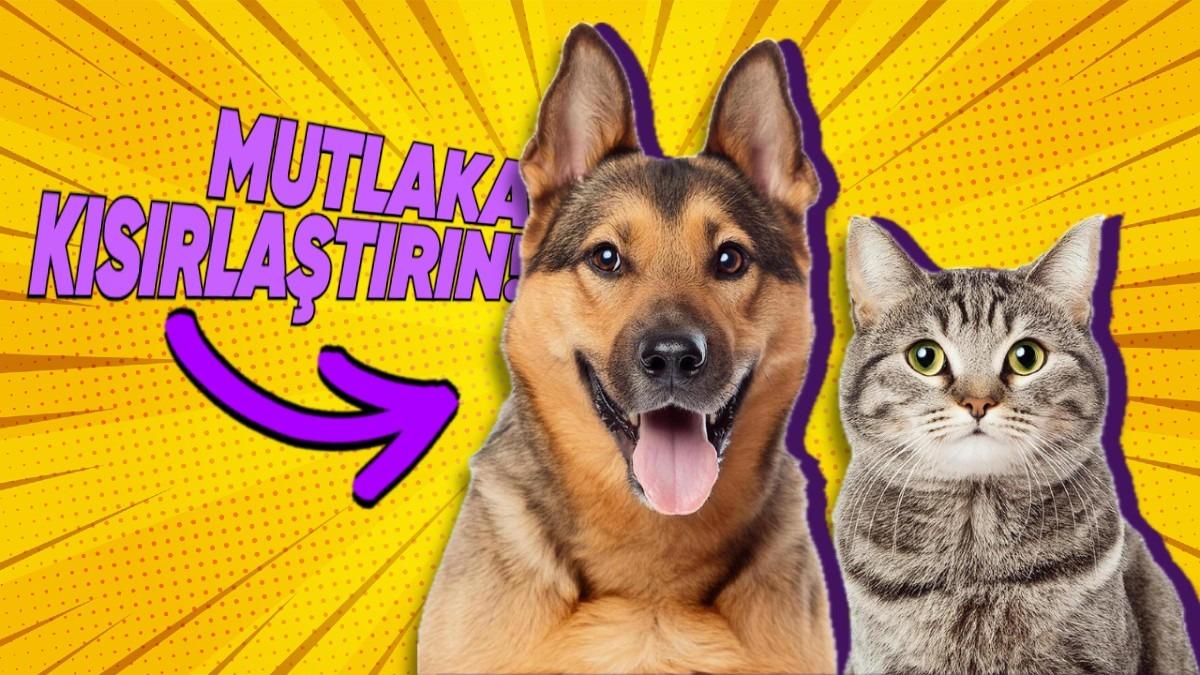 Kedi ve Köpekleri Kısırlaştırmanın "Bu Kadarını Bilmiyorduk!" Dedirtecek Faydaları