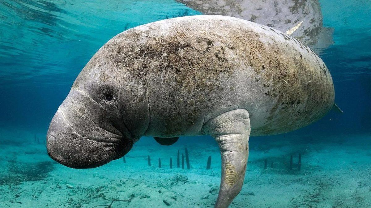 En Uzun Gebelik Süresine Sahip 5 Hayvan: Bir Tanesininki Neredeyse 2 Yıl Sürüyor!