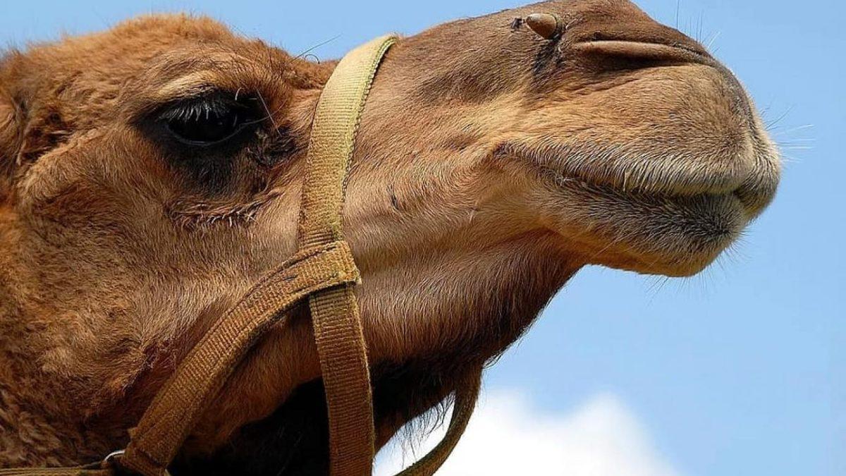 En Uzun Gebelik Süresine Sahip 5 Hayvan: Bir Tanesininki Neredeyse 2 Yıl Sürüyor!