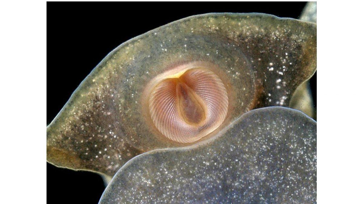 Tam 20 Bin Dişe Sahip, Neredeyse Her Gün Gördüğümüz Canlı Hangisi?