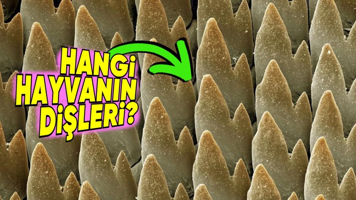 Tam 20 Bin Dişe Sahip, Neredeyse Her Gün Gördüğümüz Canlı Hangisi?