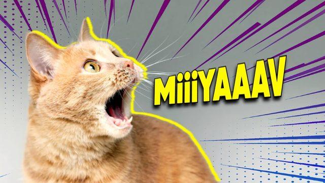 Kedilerin Hayvanlara Farklı Bir Ses Çıkarıp Sadece İnsanlara Miyavlamasının İçinizi Eritecek Sebebi