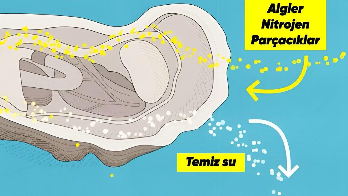 Doğanın Mühendislik Harikası İstiridyeler, Suyu Nasıl Filtreliyor? Günde 50 Litre Arıtabiliyorlar!