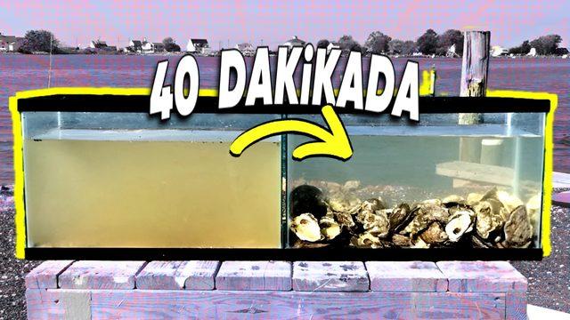 Doğanın Mühendislik Harikası İstiridyeler, Suyu Nasıl Filtreliyor? Günde 50 Litre Arıtabiliyorlar!