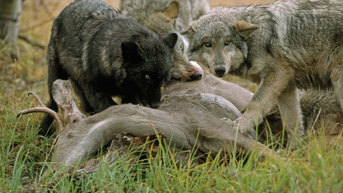 Hayvanlar, Avlanmaktan Ziyade Gereksiz Yere de Başka Bir Hayvanı Öldürür mü?