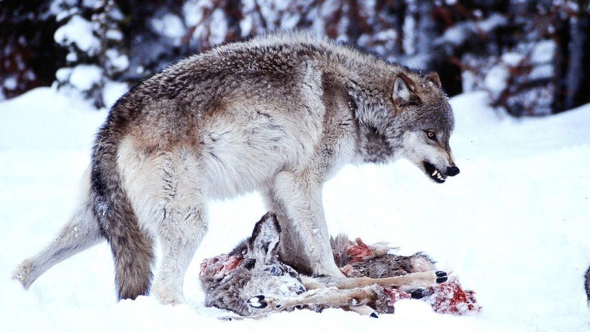 Hayvanlar, Avlanmaktan Ziyade Gereksiz Yere de Başka Bir Hayvanı Öldürür mü?