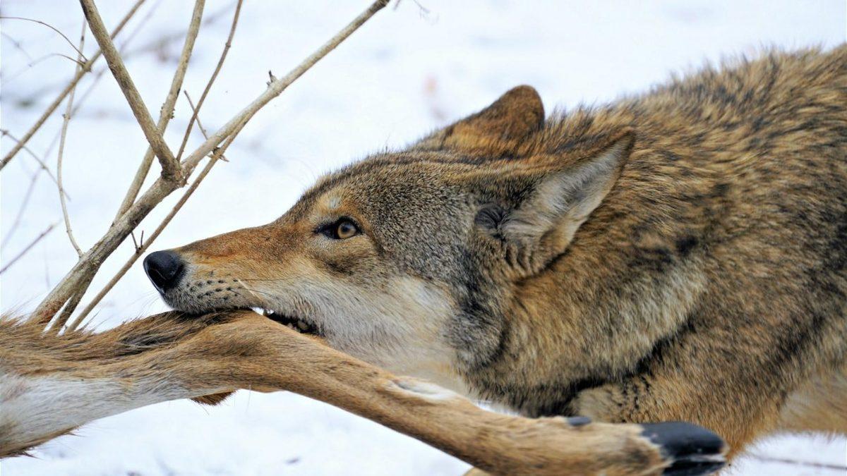 Hayvanlar, Avlanmaktan Ziyade Gereksiz Yere de Başka Bir Hayvanı Öldürür mü?