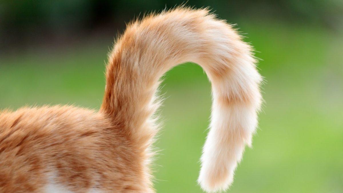 Kedilerin Kuyruklarının Aldığı Şekil Aslında Ne Anlama Geliyor? Meğerse Onları Anlamak Çok Kolaymış!