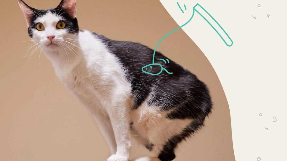 Kedilerin Kuyruklarının Aldığı Şekil Aslında Ne Anlama Geliyor? Meğerse Onları Anlamak Çok Kolaymış!