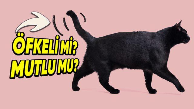 Kedilerin Kuyruklarının Aldığı Şekil Aslında Ne Anlama Geliyor? Meğerse Onları Anlamak Çok Kolaymış!