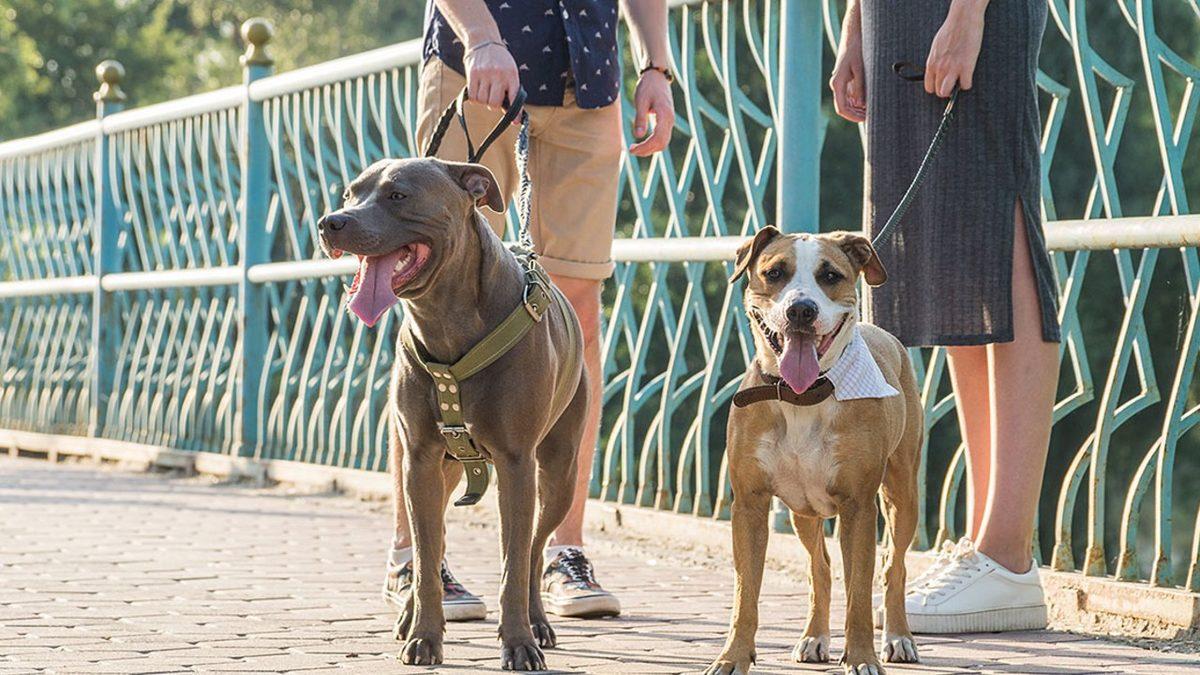 Şimdi Tam Zamanı: Köpek Sahiplenmenin Saymakla Bitmeyen Faydaları