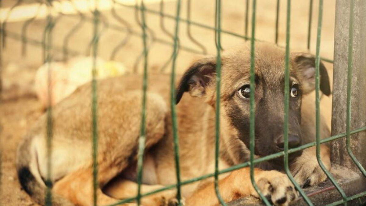 Şimdi Tam Zamanı: Köpek Sahiplenmenin Saymakla Bitmeyen Faydaları
