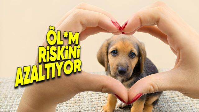 Şimdi Tam Zamanı: Köpek Sahiplenmenin Saymakla Bitmeyen Faydaları