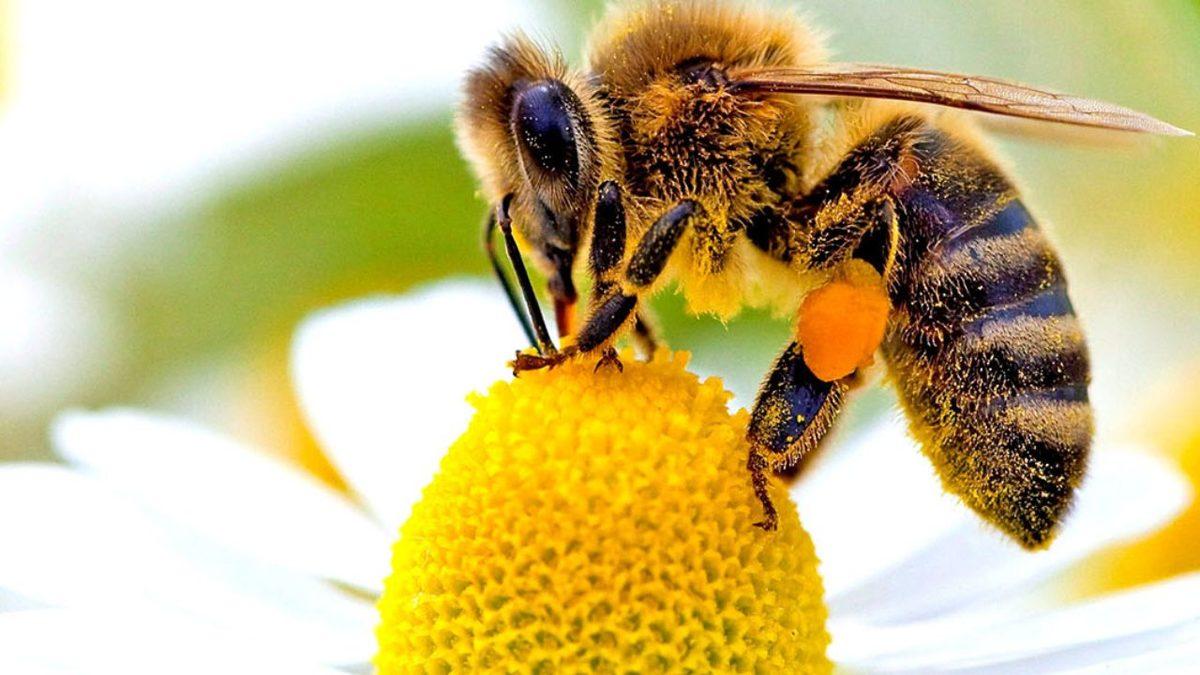 Doğanın En Zeki 3 Böceği İle Tanışın: Aralarında Tek ve Çift Sayıları Ayırt Edebilen Bile Var!