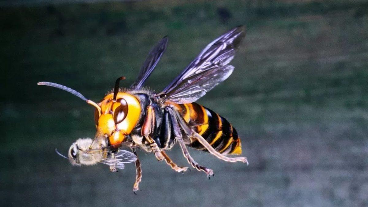 Doğanın En Zeki 3 Böceği İle Tanışın: Aralarında Tek ve Çift Sayıları Ayırt Edebilen Bile Var!