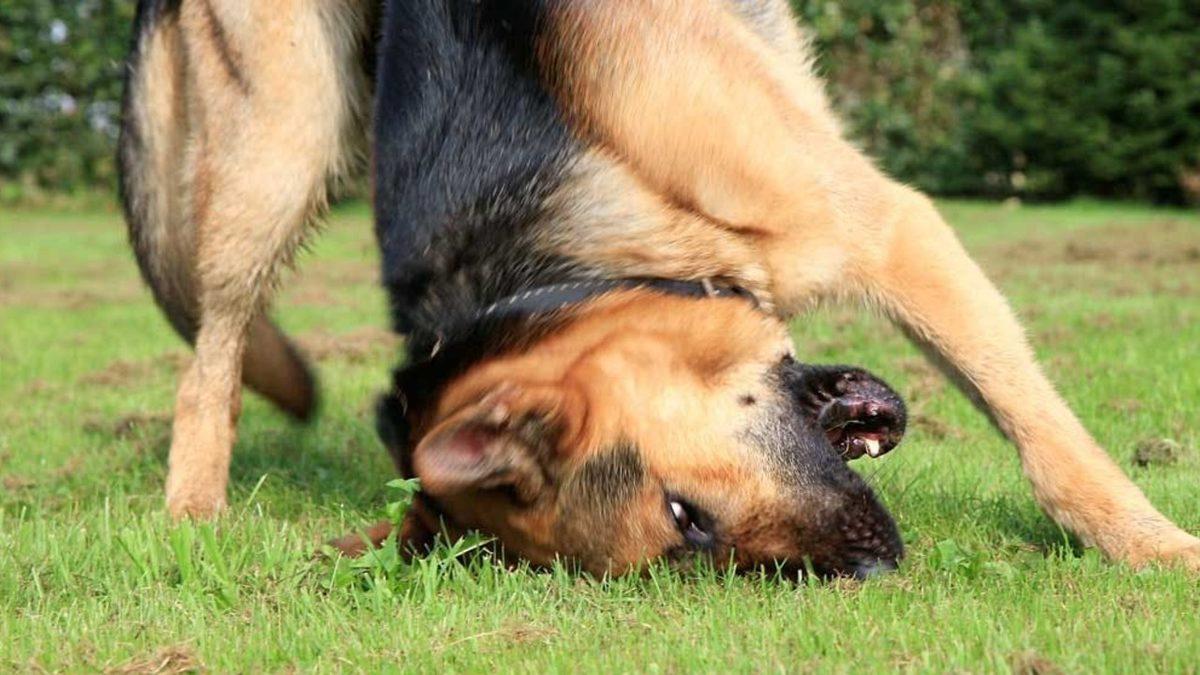Hayvanlar da Tıpkı İnsanlardaki Gibi Şizofreniye Sahip Olabilir mi?