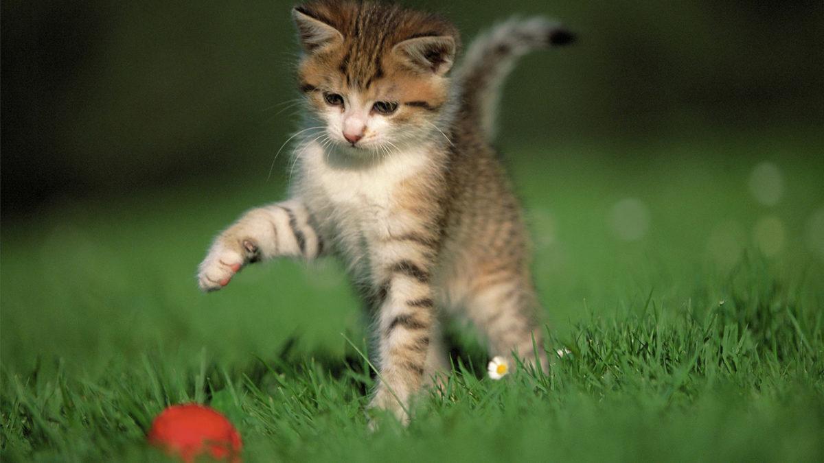 Kediniz Solak Olabilir mi? Hangi Patisini Daha Çok Kullandığını Cinsiyeti de Belirleyebilir!