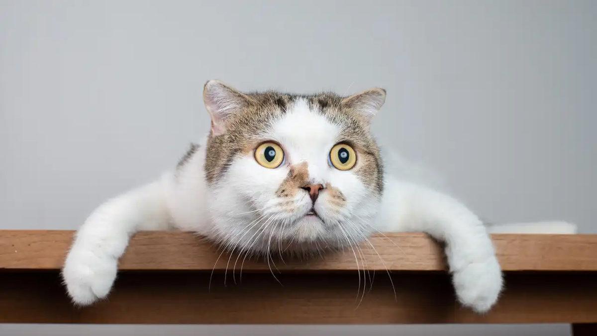 Kediniz Solak Olabilir mi? Hangi Patisini Daha Çok Kullandığını Cinsiyeti de Belirleyebilir!