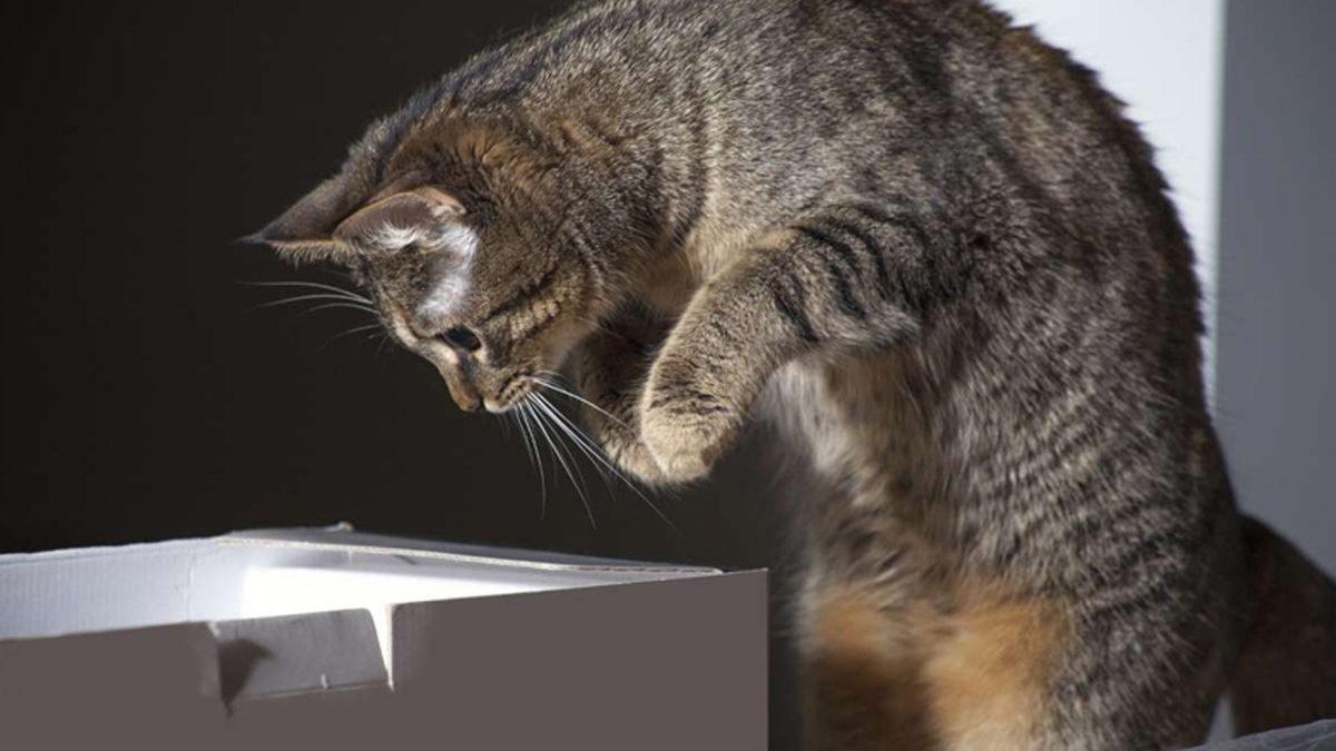 Kediniz Solak Olabilir mi? Hangi Patisini Daha Çok Kullandığını Cinsiyeti de Belirleyebilir!