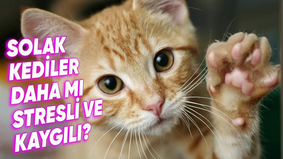 Kediniz Solak Olabilir mi? Hangi Patisini Daha Çok Kullandığını Cinsiyeti de Belirleyebilir!