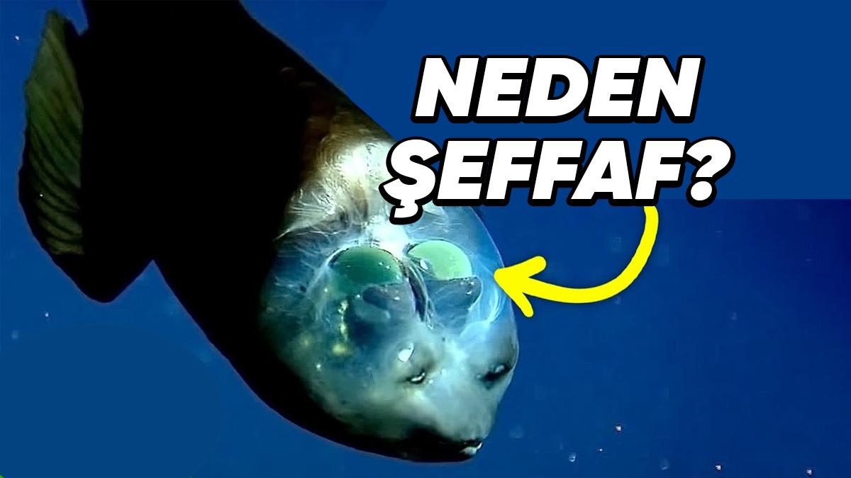 Ürkütücü Olduğu Kadar İlginç de Olan ’Barreleye Balıkları’ Neden Şeffaf Bir Kafaya Sahip?